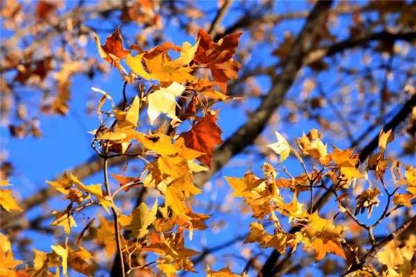 美呆了！祖國的秋色盡收眼底