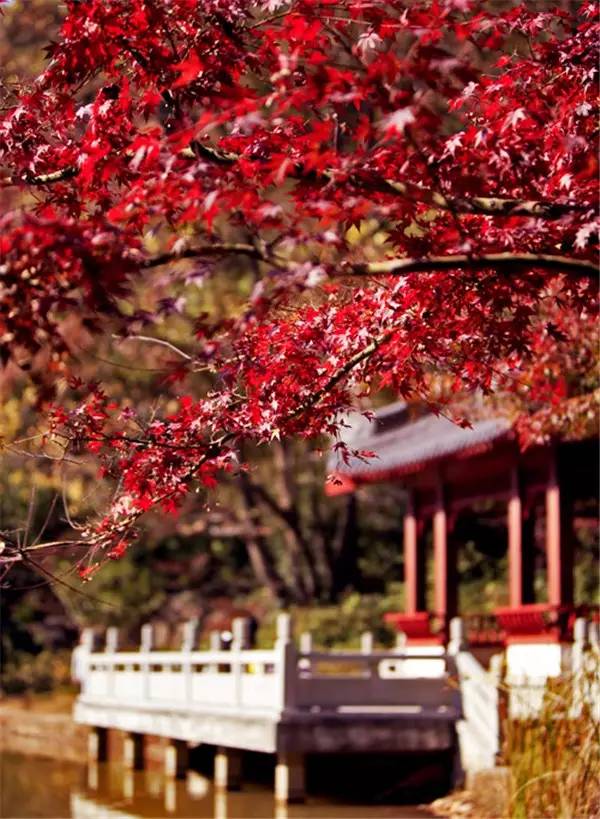 美呆了！祖國(guó)的秋色盡收眼底