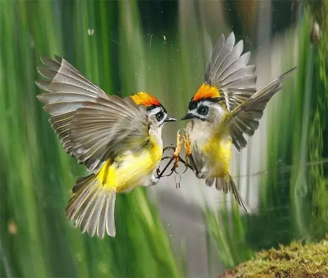 唯美風景圖片：春天充滿生機的鳥語花香！