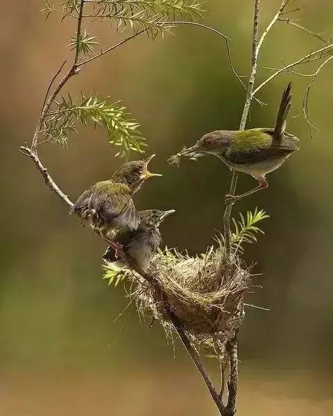 唯美風景圖片：春天充滿生機的鳥語花香！