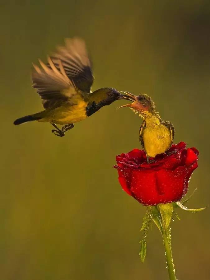 唯美風(fēng)景圖片：春天充滿生機(jī)的鳥語(yǔ)花香！