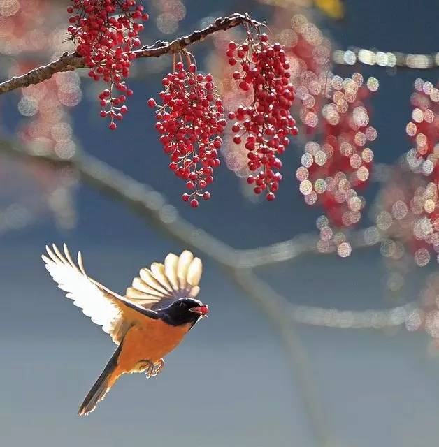 唯美風(fēng)景圖片：春天充滿生機(jī)的鳥語(yǔ)花香！