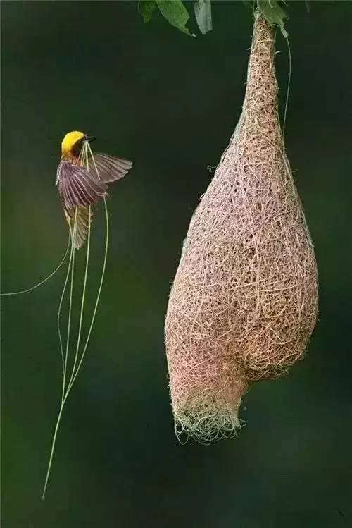 唯美風(fēng)景圖片：春天充滿生機(jī)的鳥語(yǔ)花香！