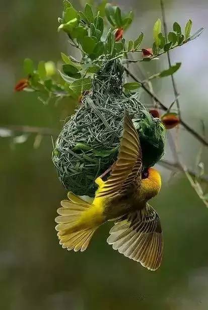 唯美風(fēng)景圖片：春天充滿生機的鳥語花香！