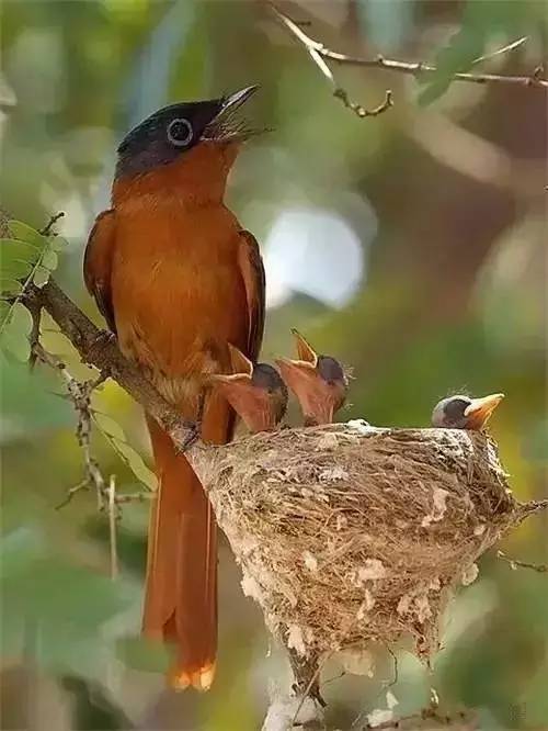 唯美風(fēng)景圖片：春天充滿生機的鳥語花香！