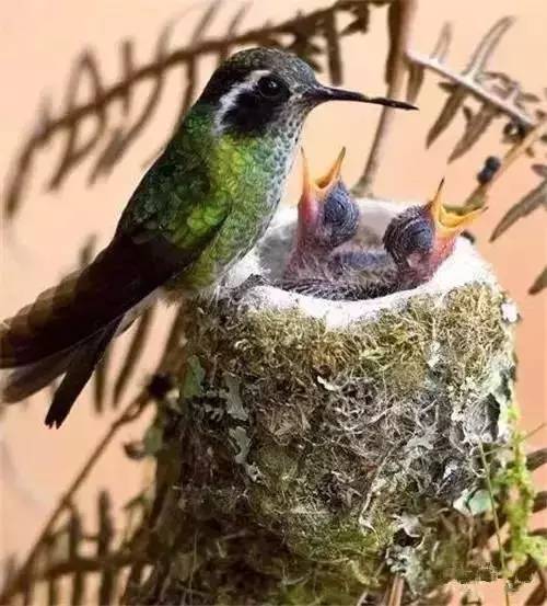 唯美風(fēng)景圖片：春天充滿生機的鳥語花香！