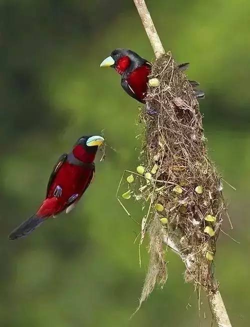 唯美風(fēng)景圖片：春天充滿生機的鳥語花香！