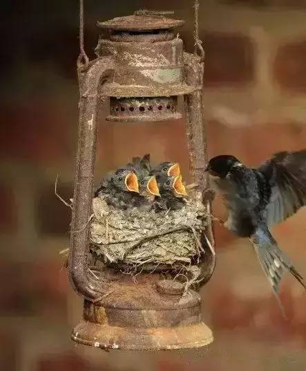 唯美風(fēng)景圖片：春天充滿生機的鳥語花香！