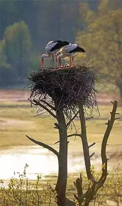 唯美風(fēng)景圖片：春天充滿生機的鳥語花香！