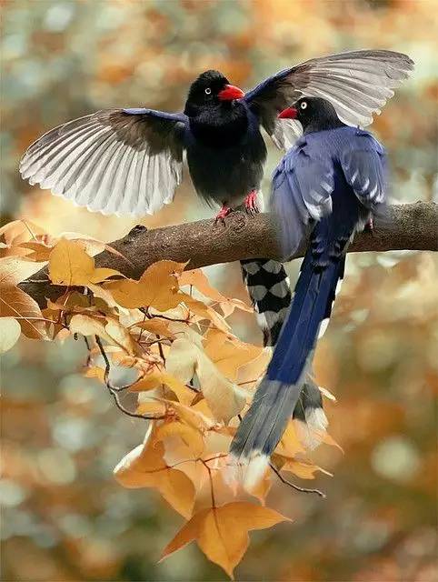 唯美風(fēng)景圖片：春天充滿生機的鳥語花香！