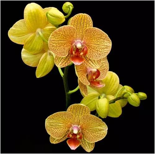 清新淡然極品蘭花風景攝影美哉！