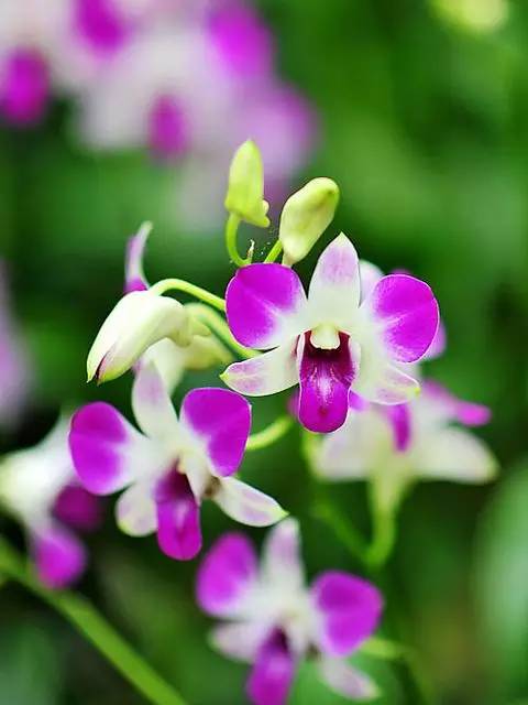 清新淡然極品蘭花風景攝影美哉！