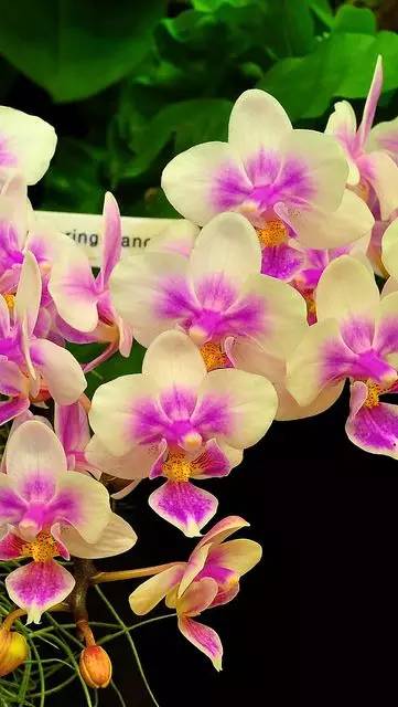 清新淡然極品蘭花風景攝影美哉！