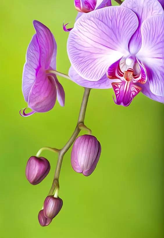 清新淡然極品蘭花風(fēng)景攝影美哉！