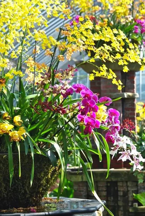 清新淡然極品蘭花風(fēng)景攝影美哉！