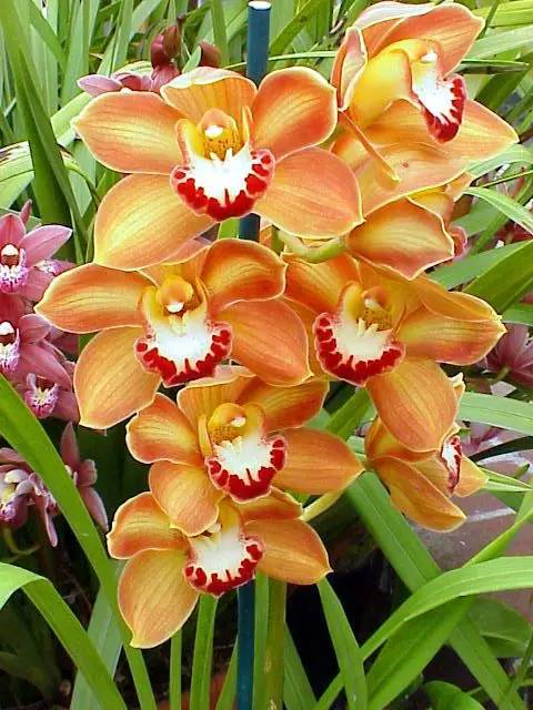 清新淡然極品蘭花風(fēng)景攝影美哉！