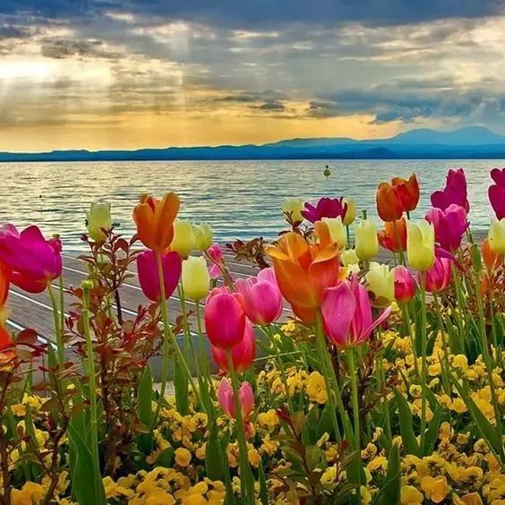 唯美風景圖片：春日黃昏一路芬芳