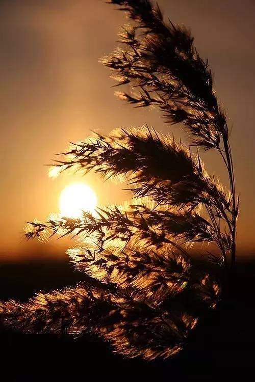 美到骨子里的夕陽風(fēng)景：青山依舊在，幾度夕陽