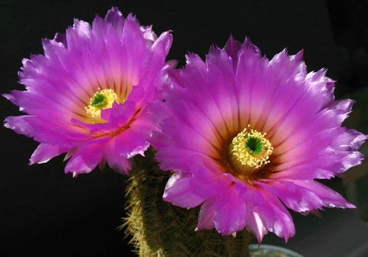 驚艷花朵風(fēng)景圖片：花開并蒂美哉!