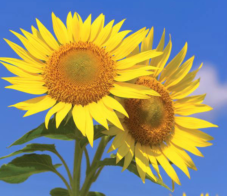 驚艷花朵風景圖片：花開并蒂美哉!