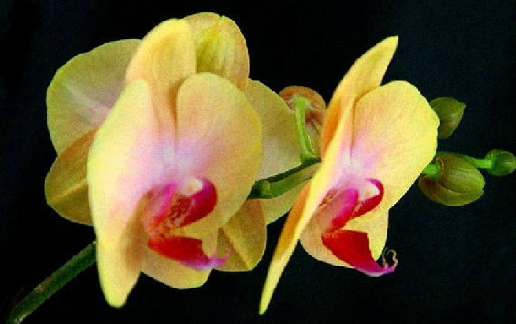 驚艷花朵風(fēng)景圖片：花開并蒂美哉!