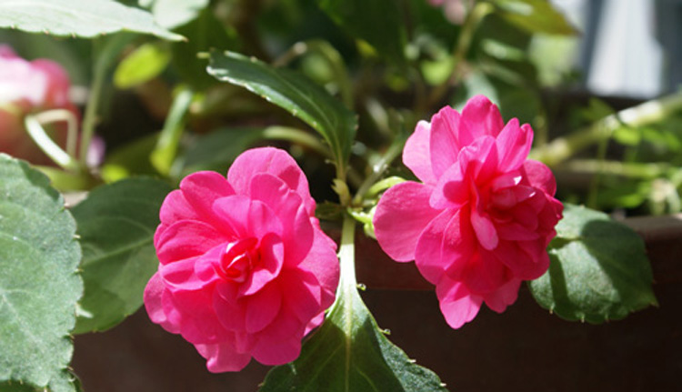 驚艷花朵風景圖片：花開并蒂美哉!