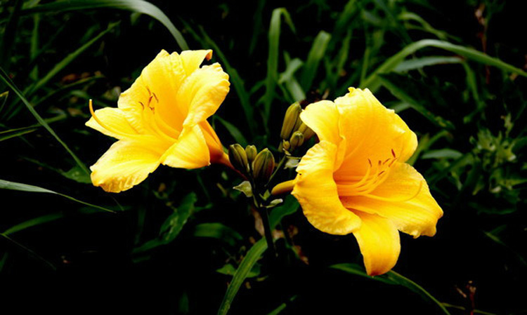 驚艷花朵風景圖片：花開并蒂美哉!