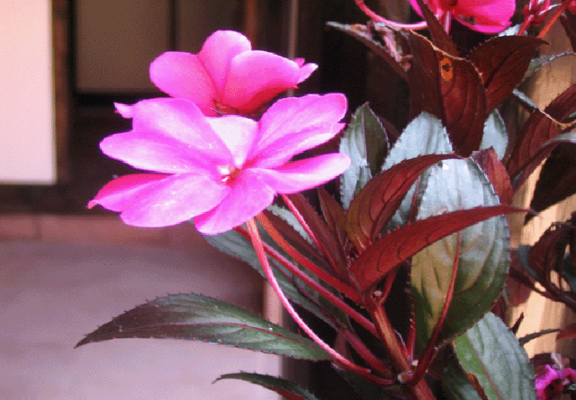 驚艷花朵風景圖片：花開并蒂美哉!