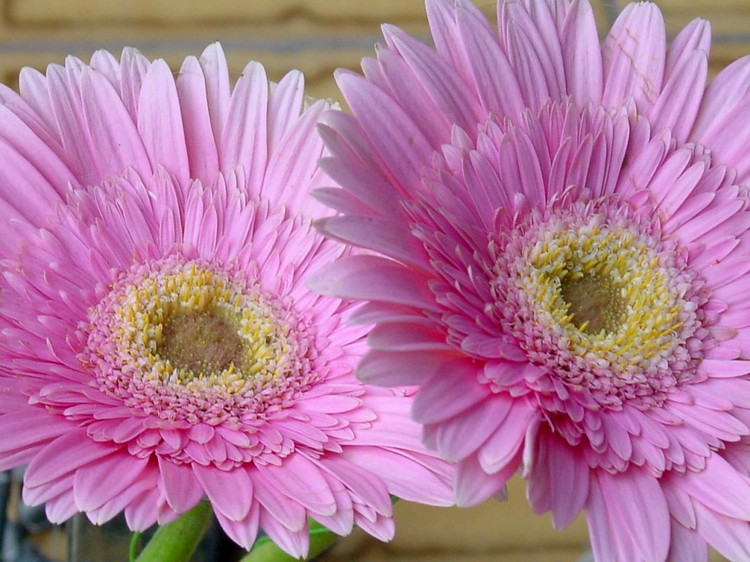 驚艷花朵風景圖片：花開并蒂美哉!