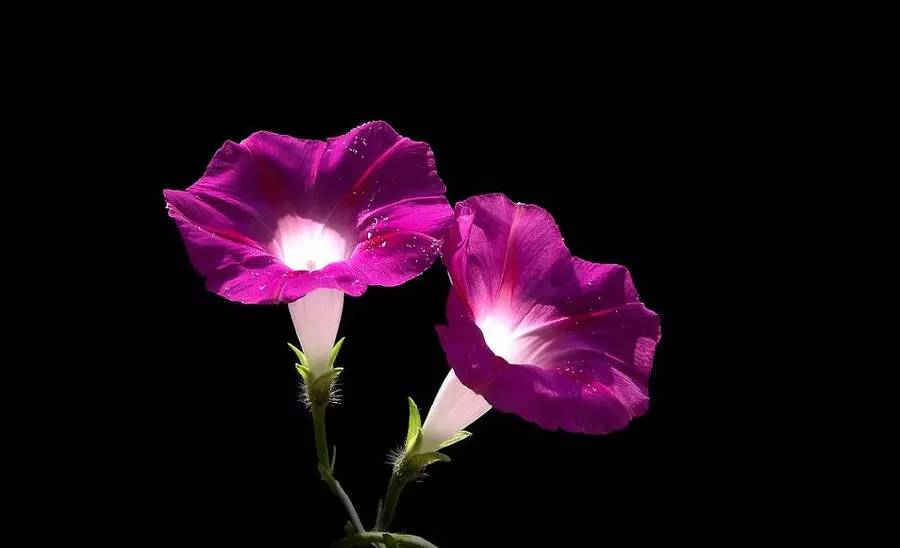 驚艷花朵風景圖片：花開并蒂美哉!