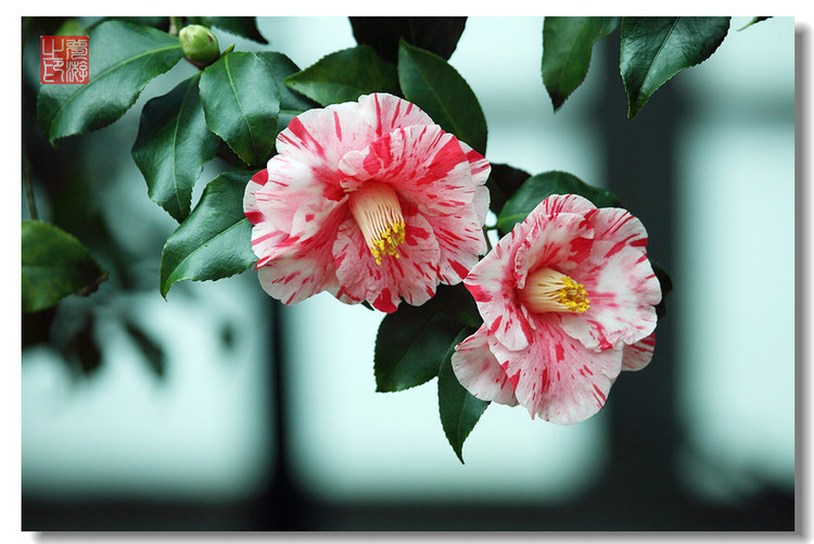 驚艷花朵風景圖片：花開并蒂美哉!