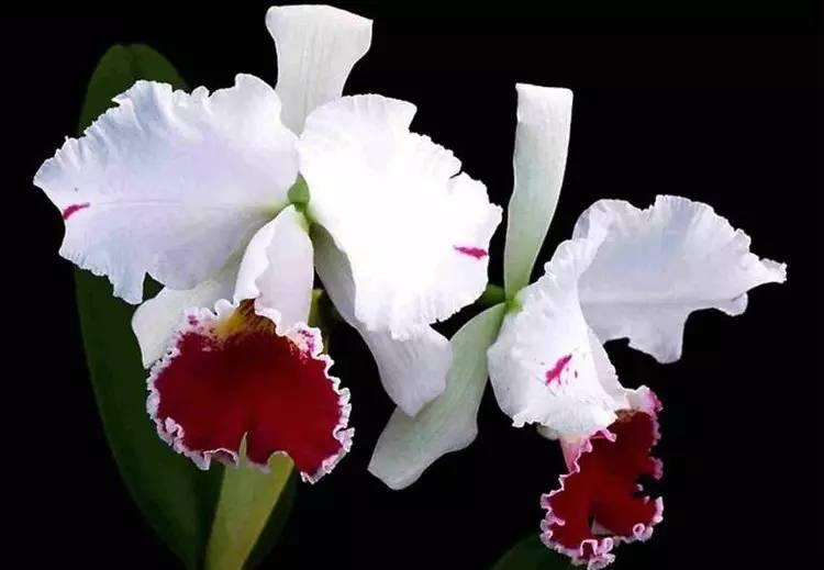 驚艷花朵風景圖片：花開并蒂美哉!