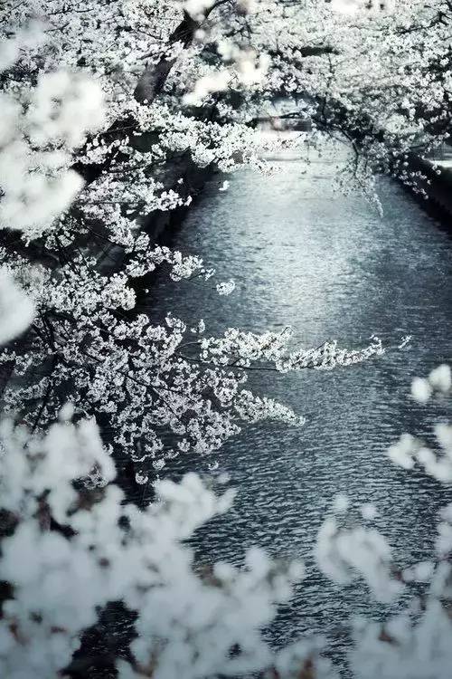 唯美風景圖片：生命是一樹花開