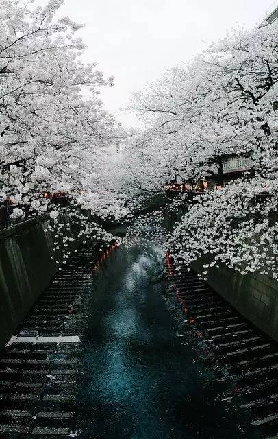 唯美風景圖片：生命是一樹花開