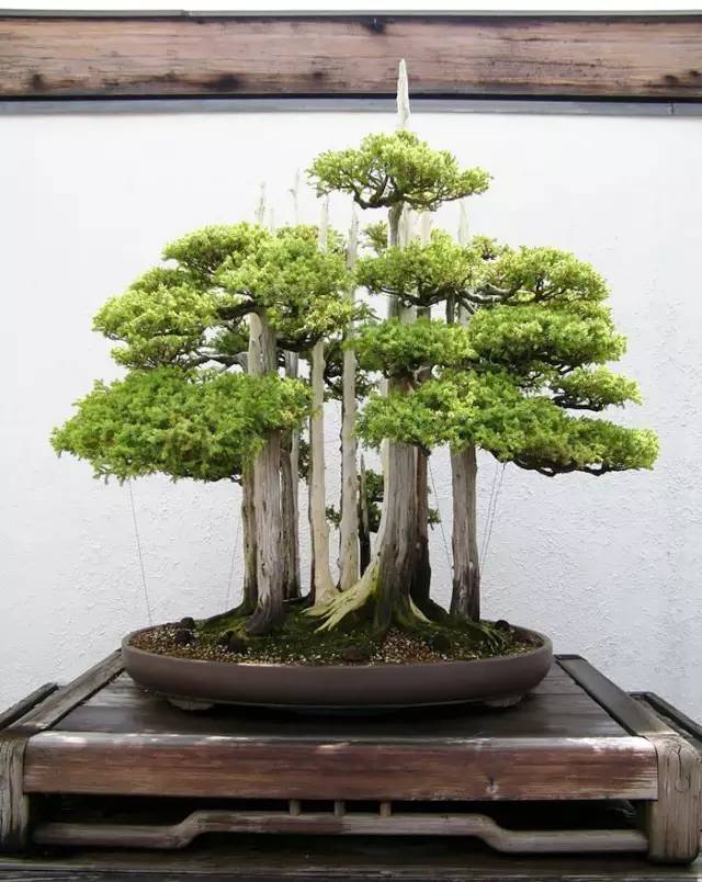 讓人驚嘆的盆景藝術(shù)：世界上最貴盆栽盆景