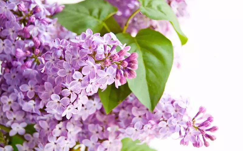 詩(shī)意風(fēng)景：一花一世界，一詩(shī)一情懷