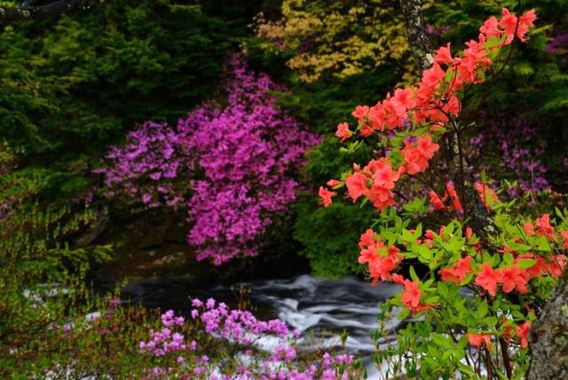 詩(shī)意風(fēng)景：一花一世界，一詩(shī)一情懷