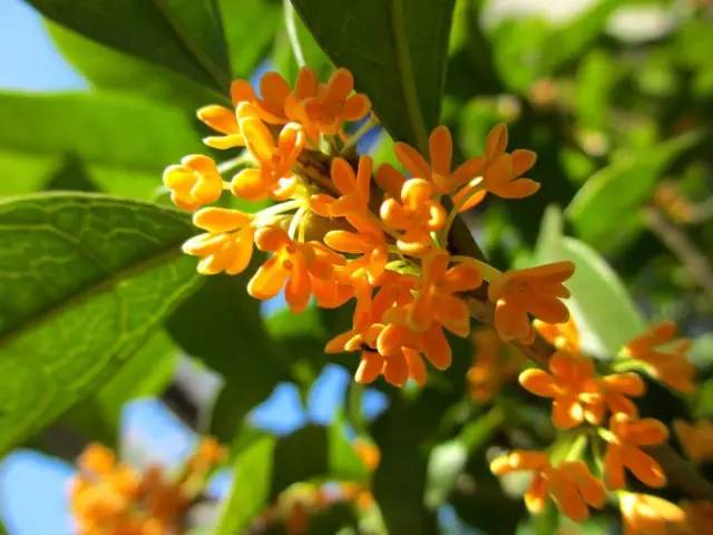 詩(shī)意風(fēng)景：一花一世界，一詩(shī)一情懷