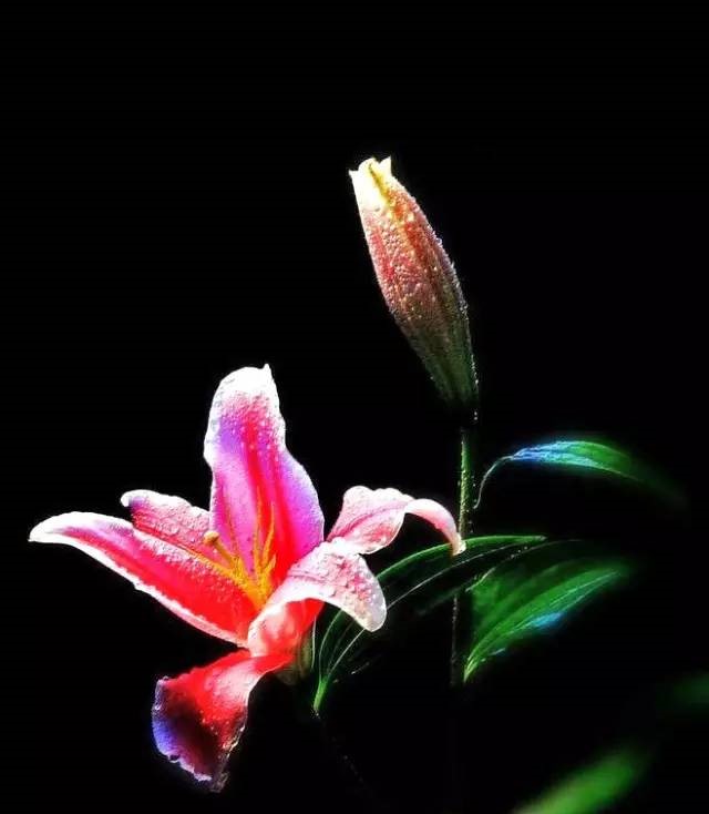 詩(shī)意風(fēng)景：一花一世界，一詩(shī)一情懷