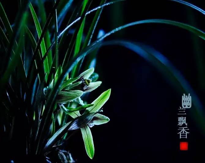 詩意風(fēng)景：一花一世界，一詩一情懷