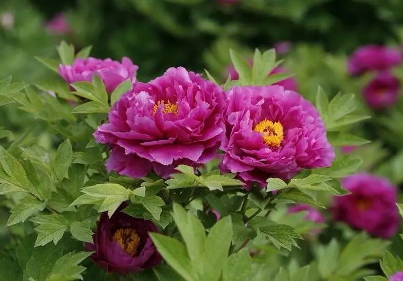 詩意風(fēng)景：一花一世界，一詩一情懷