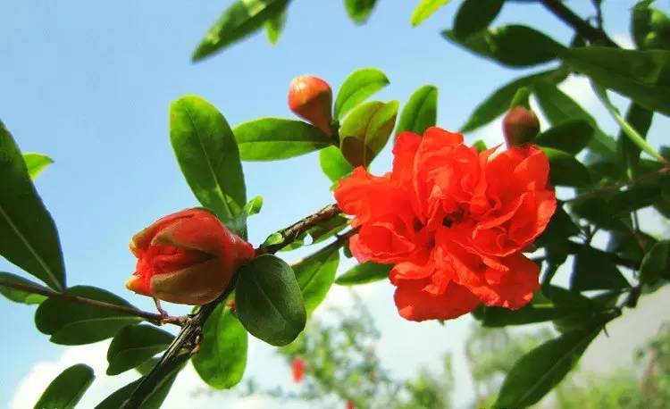 詩意風(fēng)景：一花一世界，一詩一情懷