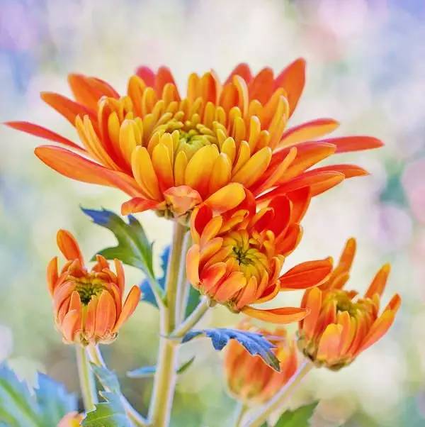 詩(shī)意風(fēng)景：一花一世界，一詩(shī)一情懷