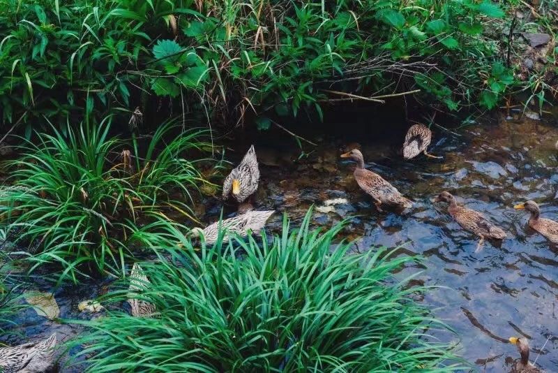 臺(tái)州臨?！げ菟蓿亲永锪魈实泥l(xiāng)愁烙印