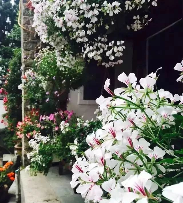 寂照庵--中國最文藝尼姑庵：心若無塵一花一世界