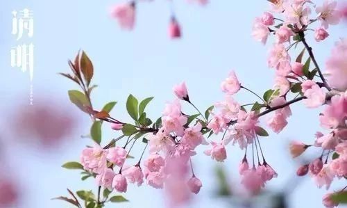 唯美古風(fēng)句子：清明古詩(shī)38首!