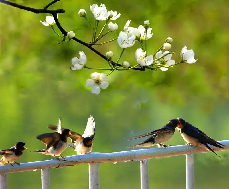 唯美古風(fēng)句子：清明古詩(shī)38首!