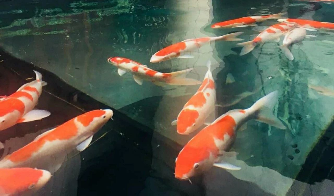 杭州西溪·素上藝術(shù)酒店，春天最美好的奇遇