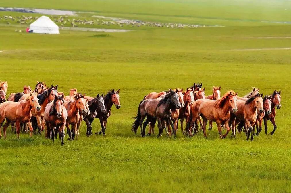 如詩如畫的草原意境，唯美風(fēng)景圖片！