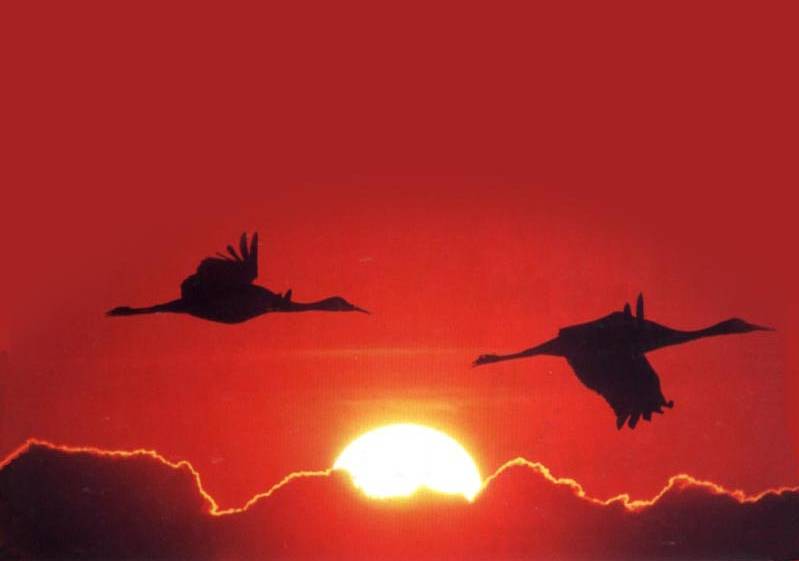 如詩如畫的草原意境，唯美風(fēng)景圖片！